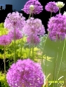 Doon Art purple flora blur 2